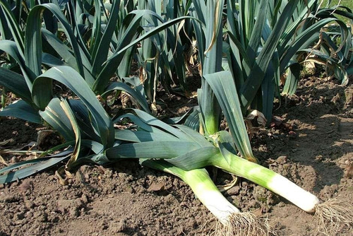 Semente De Hortaliça De Hortaliças Agriculture_seeds De Unidade De 1 X 1 De 1g