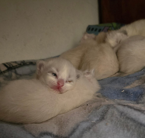 Gatitos Ragdoll, Con Registro Y Pedigree, Preciosos, Haedo