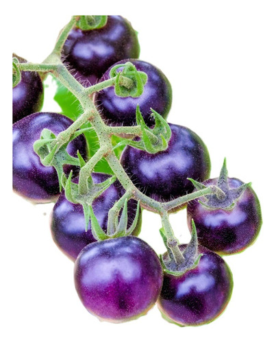 Sobre Para Sembrar 15 Plantas Tomate Cherry Purpura