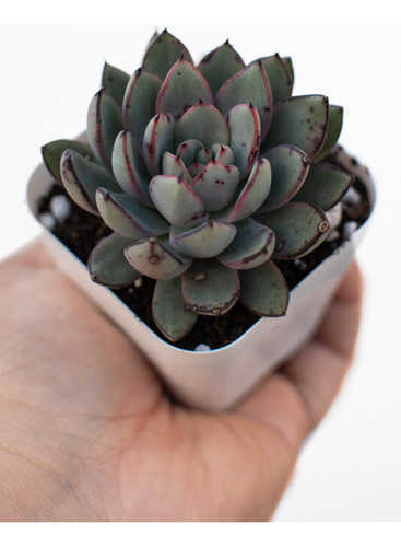 Echeveria Caamanoi Suculenta Colección N° 8