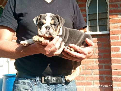 Imagen 7 de 9 de Bulldog Ingles