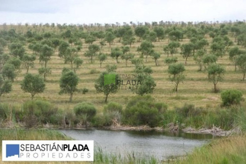 Imagen 1 de 9 de Campo - Pueblo Eden