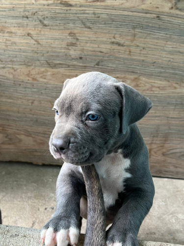 Pitbull Blue Cachorros Calidad Pura Gris