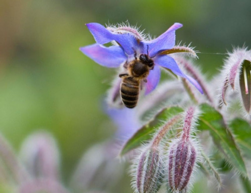 25 Semillas De Borraja Azul Borago Officinalis