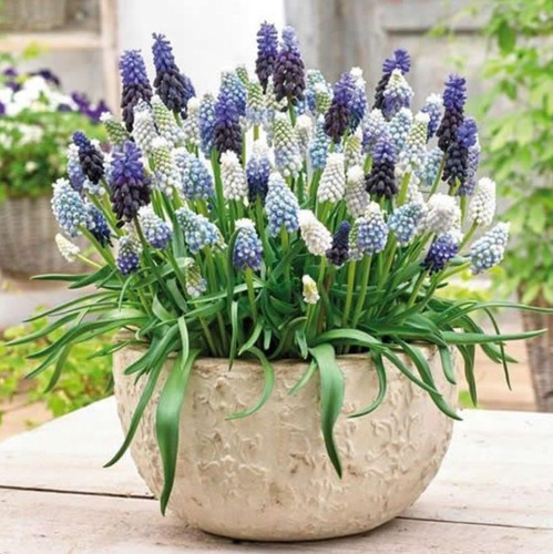Sementes Flor Jacinto Uva Muscari Cor Variada P/muda E Vasos