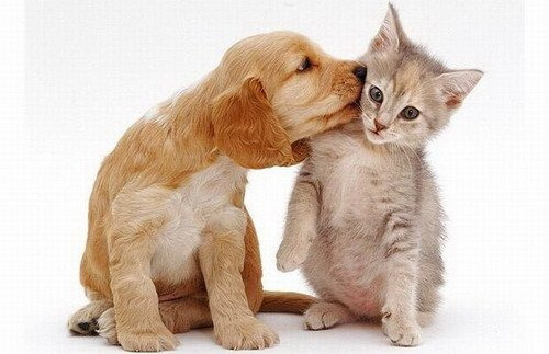 Imagen 8 de 9 de Eutanasia Y Cremación De Todo Tipo De Mascotas. A Convenir
