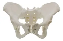 Comprar Modelo De Pelvis Femenina De Tamaño Natural, Modelo De Cader