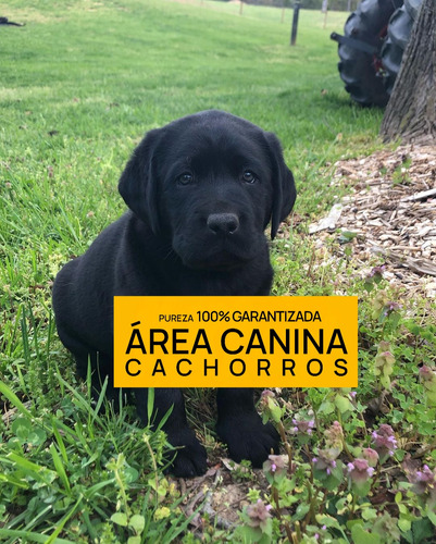 Cachorros Puros En Canning Y San Vicente, Tambien Envios