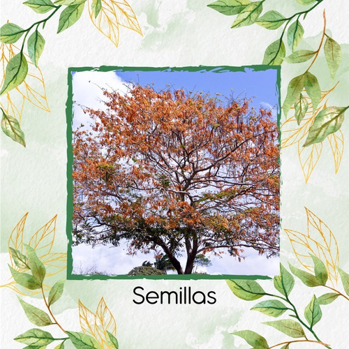 8 Semillas De Árbol Cañafistol - Llanero