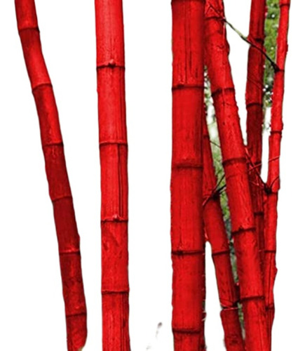 100 Sementes Bambu Vermelho Escarlat
