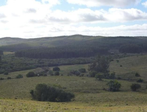 Quinta En Venta En Garzon