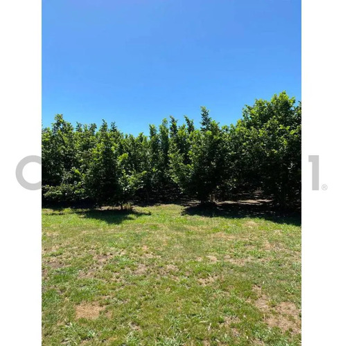 Venta Parcela Agroresidencial Chillán, San Nicolás