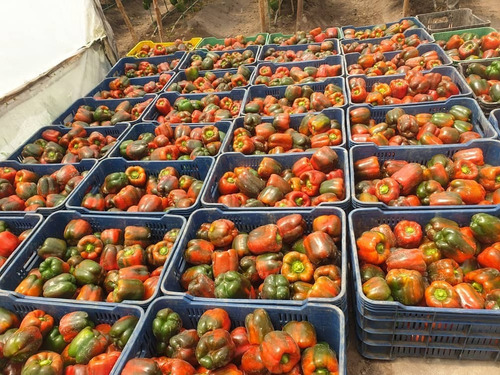 Imagen 12 de 15 de En Venta Finca De 2 Hectáreas En La Guanota