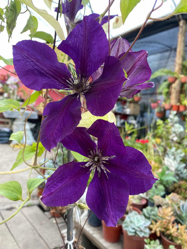 Clematis Hibrido Gipsy Queen 5 Lts