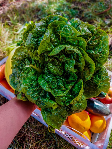 Semilla De Lechuga Milanesa Premium