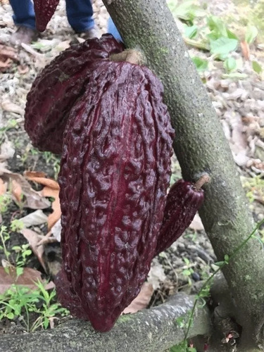 Cacao Chocolate To'ak, ( Mas Caro Del Mundo ) No Semilla 