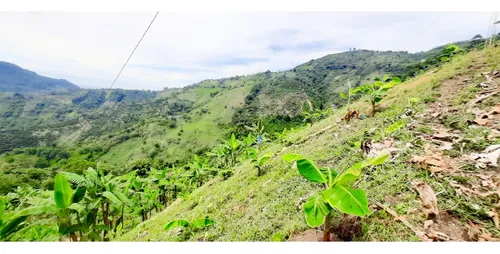 Venta Finca - Vereda Coco Hondo - Balboa