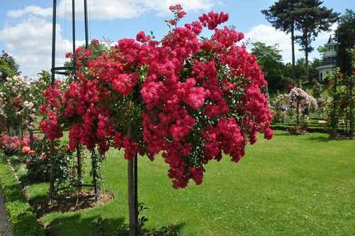 Árbol De Rosal Lloron Rojo Flores Jardin + 50 Semillas