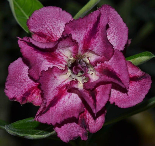 10 Sementes Rosa Do Deserto Tons Roxas Azuladas Frete Gratis