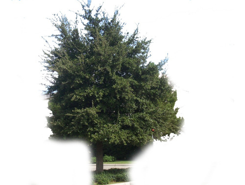 Arbol De Encino Siempreverde 1mt. (envio Incluido)oak Live