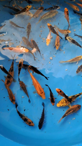 Peces Koi 5 Cm 