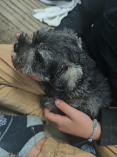 Cachorros Schnauzer Mini Sal Y Pimienta