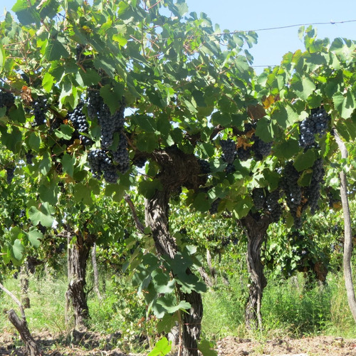 Imagen 7 de 7 de Vendo Finca 10 Ha Con Viñedos Atuel Norte-san Rafael-mendoza