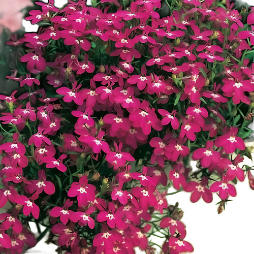 Semillas De Lobelia Rosamund Rosa Para Macetas Y Cestas