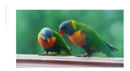 Loris Arco Iris Colores Nacida En Criadero Anillado Papeles