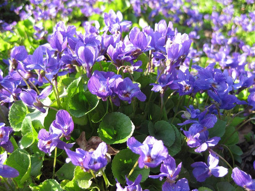 100 Sementes De Violeta Perfumada   