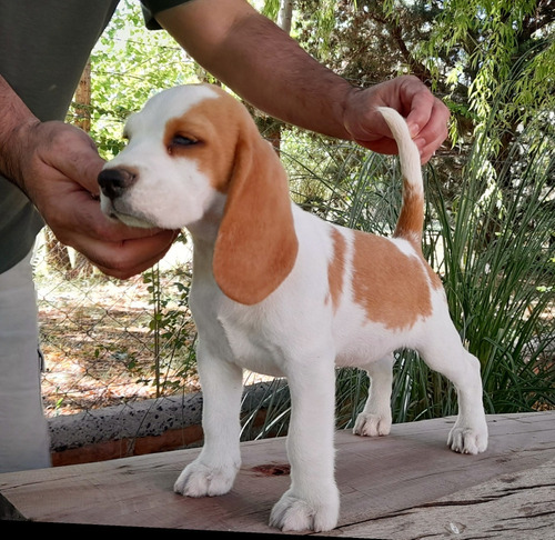  Beagles De Excelente Tipicidad Y Genética. 