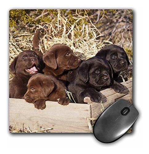 Cachorro De Labrador Retriever 3d Rose Five, Sna02 Zmu0160za