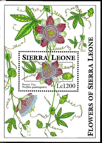 #8221 Sierra Leona 1993 Flora Flores Orquideas Hojabl225 Mnh