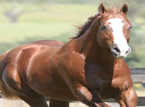 Equinos Pra Ganho De Massa Muscular 1kg Com Creatina