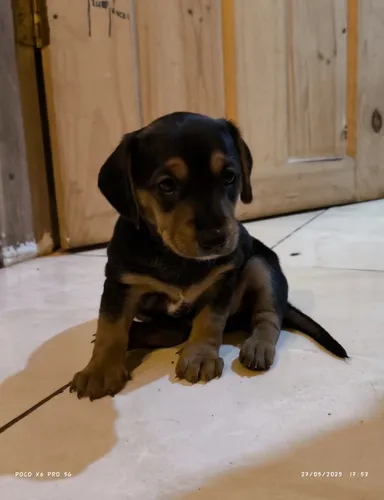 Hermosa Perrita Salchichala Tengo En Paracito, Gen Arlequín