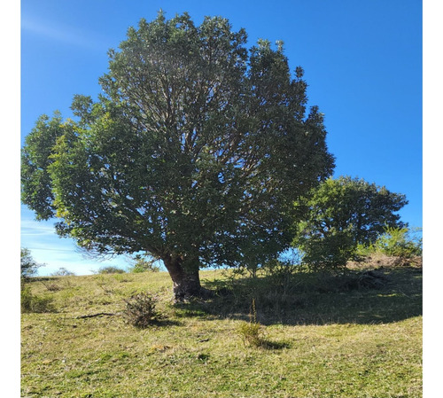 Vende Parcelas En Chiloé Ancud Cercanas A Ruta 5. Rol Propio