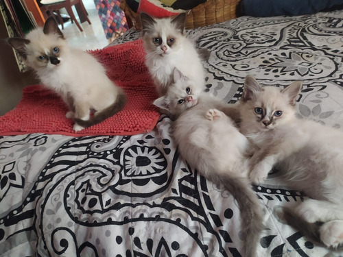Imagen 6 de 10 de Gatos Ragdoll Birmanos Criador