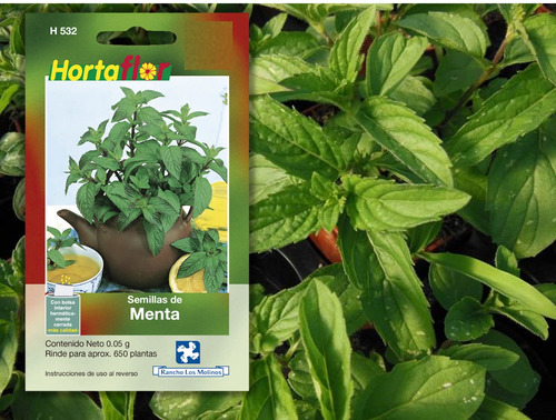 Semillas De Menta ( Mentha Piperita )