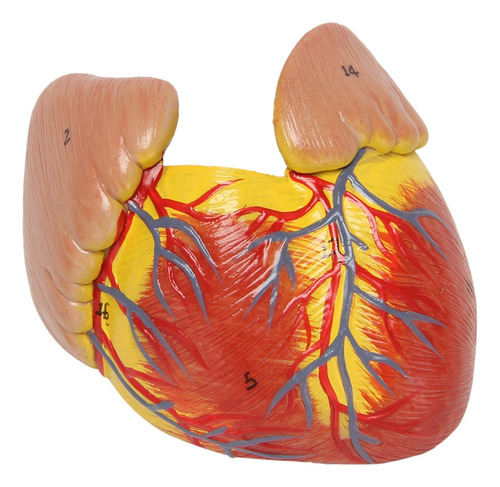 Modelo De Corazón Humano 1:1, Modelo De Corazón Anatómico