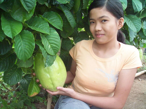 12 Semillas De Maracuya Gigante - Passiflora Quadrangularis