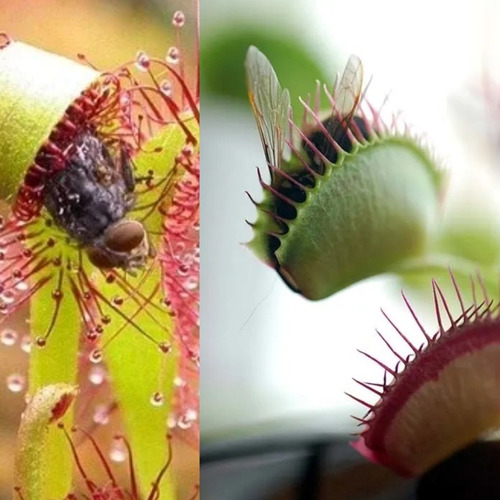 Venus Atrapamoscas + D. Capensis Combo Plantas Carnívoras 