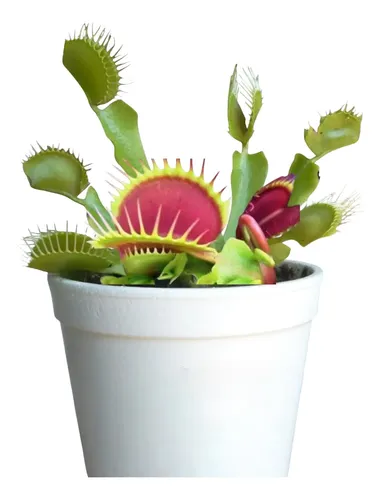 Muda De Dioneia Muscipula Planta Carnívora + Musgo Nutriente