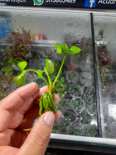 Nymphoides Aquatica Bananitos Planta Acuática  Para Acuarios