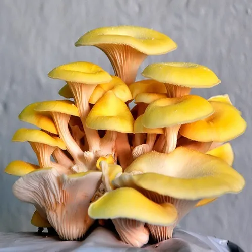 Micelio Liquido De Seta De Ostra Amarilla Pleurotus Citrinop