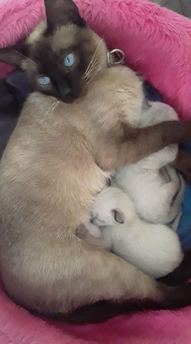 Gatito Siamese Seal Point Puro!!! Hermoso!!!! 2 Meses