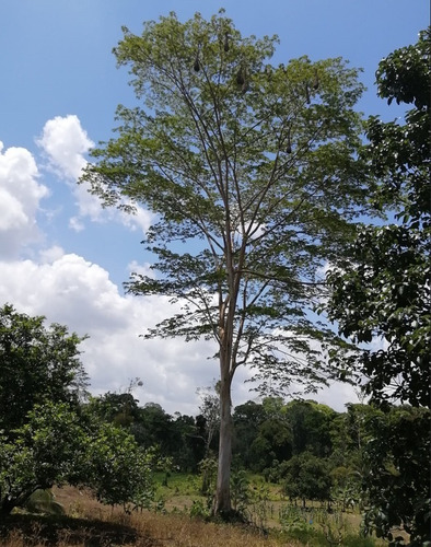 Imagen 2 de 9 de Finca Hermosa