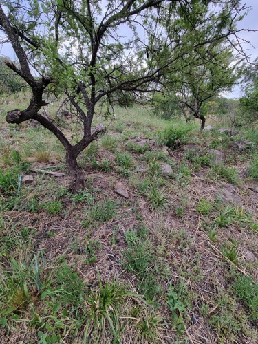 Imagen 5 de 18 de Tierra Alta Macrolote 7 Lote 135