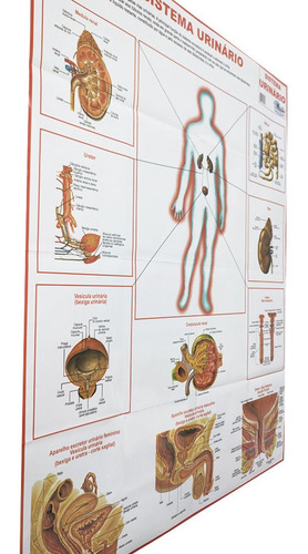 Mapa Banner Sistema Urinário Do Corpo Humano Para Estudo
