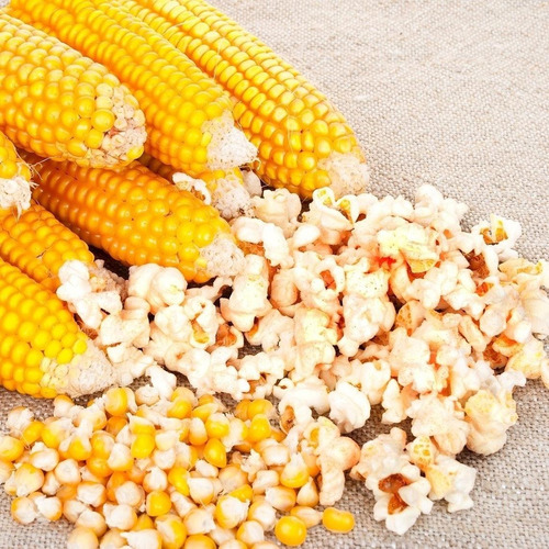 Semillas Maíz Popcorn! Las Mejores Para Palomitas Y Pochoclo