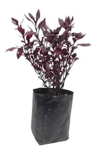 Alternanthera Pack De 4 Plantas